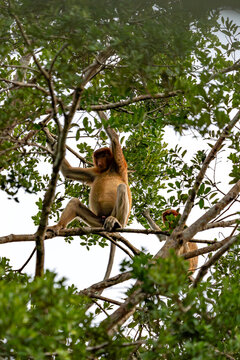 Nasenaffe auf einem Baum &ndash; Wildtier in nat&uuml;rlichem Habitat