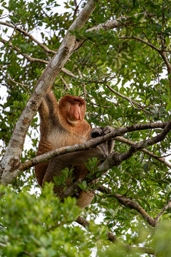 Nasenaffe auf einem Baum &ndash; Wildtier in nat&uuml;rlichem Habitat