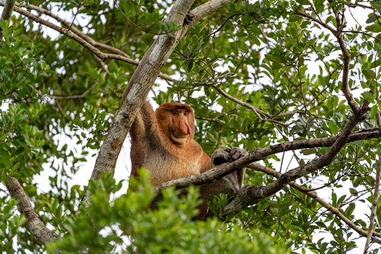 Nasenaffe auf einem Baum &ndash; Wildtier in nat&uuml;rlichem Habitat