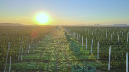 Fresh organic apple orchard trees with boxes for packing fruit during harvesting season. Aerial at...