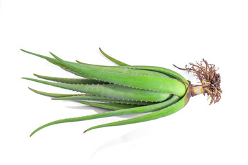 aloe vera in garden being cut