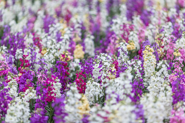 Beautiful view of the field of multicolored flowers 