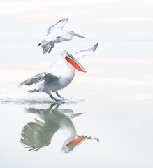 Dalmatian pelicans flying