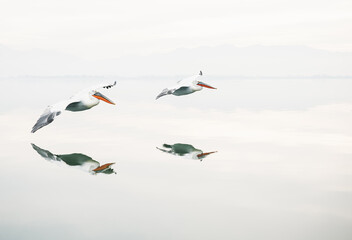 Fototapeta na wymiar Dalmatian pelicans flying