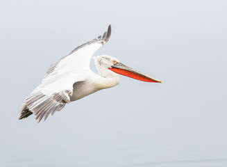 Fototapeta na wymiar Dalmatian pelican flying