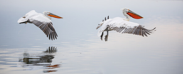 Dalmatian pelicans flying