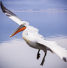 Dalmatian pelican flying