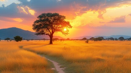 the sun is setting over a field with a tree in the foreground and a path in the middle of the field.