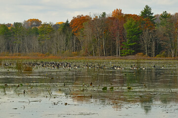 autumn in the park
