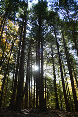 sun rays in forest