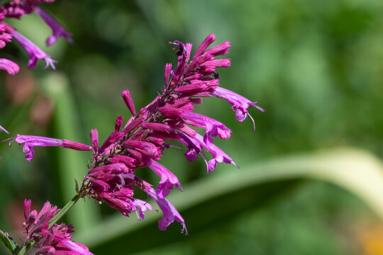 Close up of a mosquito plant (agastache cana) in bloom