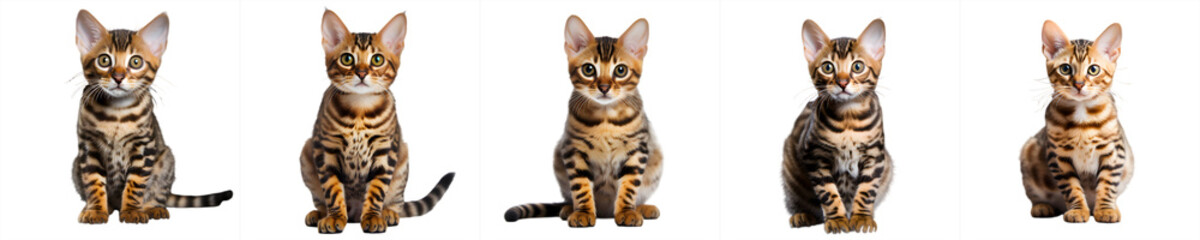 cats collection isolated on transparent background