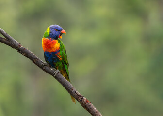A rainbow lorikeet, an iconic Australian parrot, squawking its cheeky dominance while perching on a branch on the Gold Coast in Queensland, Australia.