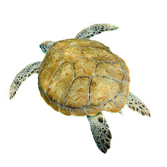 Isolated turtle, swimming away from camera