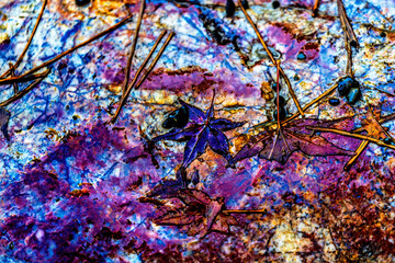 Colorful Stone Walkway Fall Leaves Kinkaku-Ji Golden Temple Kyoto Japan