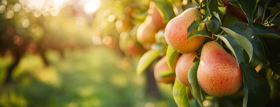 Pears on tree branch close up image with unfocused background of orchards. Pears picking season concept with copy space