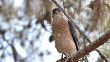 Cooper's Hawk (Accipiter cooperii) resting on a branch in Southern California