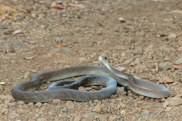 A deadly adult black mamba (Dendroaspis polylepis) in the wild