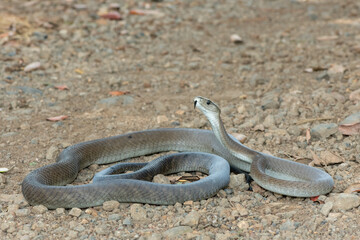 A deadly adult black mamba (Dendroaspis polylepis) in the wild