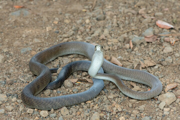 Obraz premium A highly venomous adult black mamba (Dendroaspis polylepis) displaying defensiveness by hooding its neck 