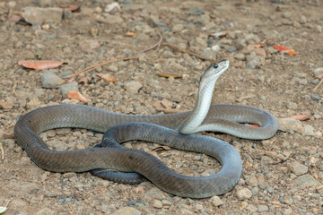 A deadly adult black mamba (Dendroaspis polylepis) in the wild