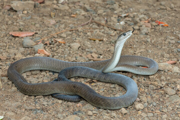 A deadly adult black mamba (Dendroaspis polylepis) in the wild