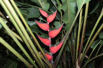 heliconia