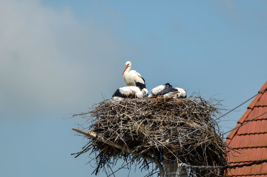 White Stork, Ciconia ciconia with three youngsters on the nest