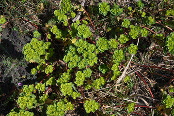 Spurge ( Euphorbia helioscopia ). Euphorbiaceae. It is a poisonous plant that contains milky sap.
