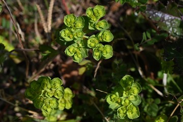Spurge ( Euphorbia helioscopia ). Euphorbiaceae. It is a poisonous plant that contains milky sap.