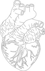 A realistic anatomical human heart