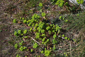 Spurge ( Euphorbia helioscopia ). Euphorbiaceae. It is a poisonous plant that contains milky sap.