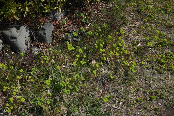 Spurge ( Euphorbia helioscopia ). Euphorbiaceae. It is a poisonous plant that contains milky sap.