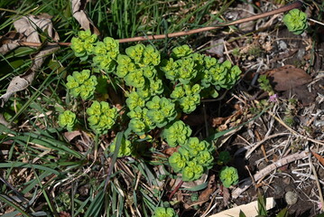 Spurge ( Euphorbia helioscopia ). Euphorbiaceae. It is a poisonous plant that contains milky sap.