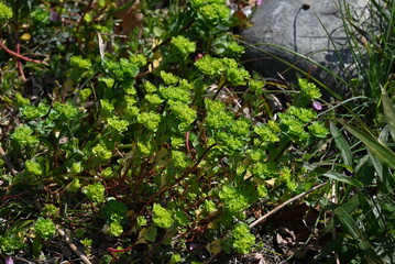 Spurge ( Euphorbia helioscopia ). Euphorbiaceae. It is a poisonous plant that contains milky sap.