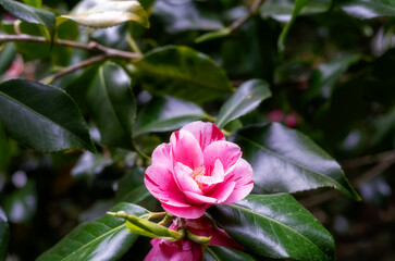 Beautiful pink camellia flower in spring, close up
