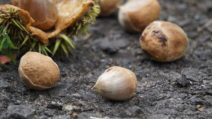 Castanea mollissima (Chinese chestnut, sarangan, berangan, Saninten, Castanopsis argentea, rambutan hutan). The nuts are edible, and the tree is widely cultivated in eastern Asia
