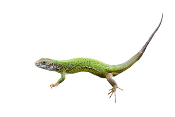European green lizard isolated (Lacerta viridis)
