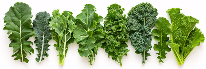 Assorted fresh kale leaves lined up isolated on a white background, suitable for healthy lifestyle themes. - obrazy, fototapety, plakaty