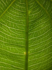 Abstract illuminated leave backlit light greenery nature background