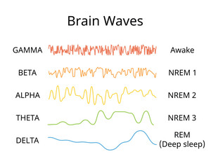 sleep circle with sleep stage to show different brain wave of each stage