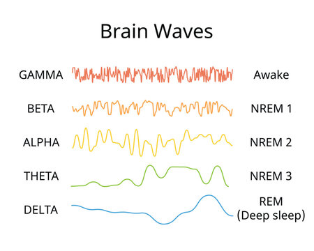 sleep circle with sleep stage to show different brain wave of each stage