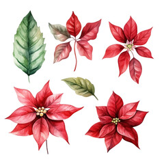 Watercolor Poinsettia and Leaves Collection