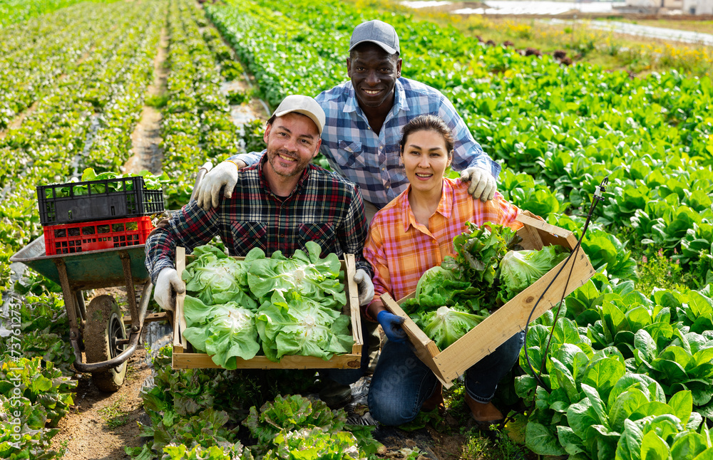 Wall mural Group photo of cheerful farmers squatting on lettuce field with crop.