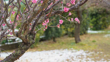 梅の花と積もる雪