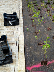 spring work on landscaping the city, planting seedlings in a flowerbed