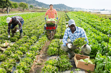 Three multiracial gardeners harvesting lettuce on field. Plantation workers gathering lettuce.