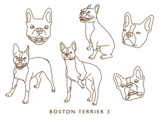 Boston Terrier Illustration Set 3 (Different Poses) - Outlines!