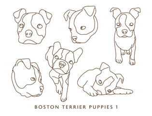 Boston Terrier Puppy Illustration Set 1 (Different Poses) - Outlines!