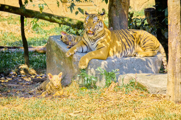Tigers at Vinpearl Safari and Conservation Park on Phu Quoc Island, Vietnam.
